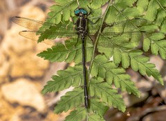 Eusynthemis aurolineata