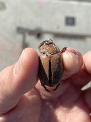 Anoplognathus velutinus