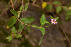 Lippia junelliana