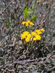 Senecio murorum