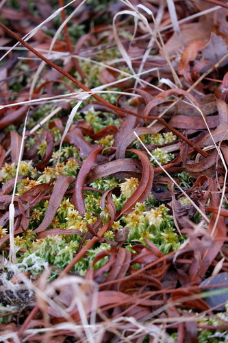 Image of Sphagnum perichaetiale by (c) Bonnie Semmling, some rights reserved (CC BY)