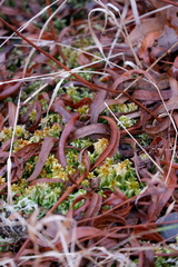 Sphagnum perichaetiale