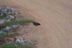 Vanellus indicus atronuchalis