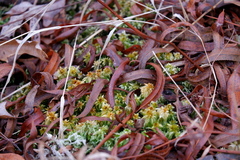 Sphagnum perichaetiale