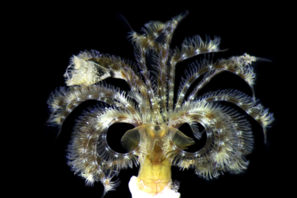 Kroontjesworm, photo 1 of 10