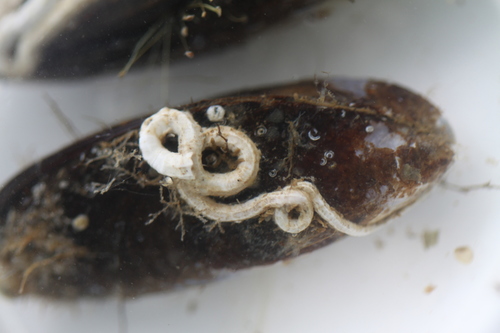 Kroontjesworm, photo 3 of 10