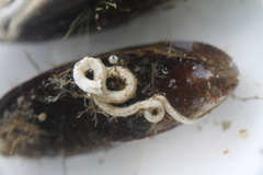Hydroides ezoensis image