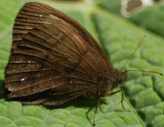 Forsterinaria enjuerma