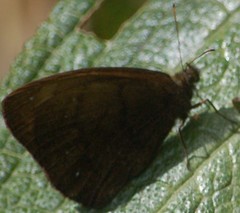 Forsterinaria enjuerma