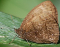 Forsterinaria enjuerma