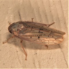 Ponana rubida