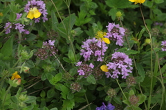 Thymus nummularius