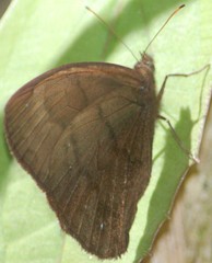 Forsterinaria enjuerma