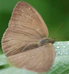 Forsterinaria enjuerma