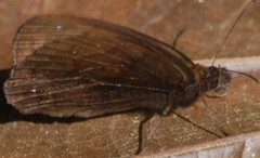 Forsterinaria enjuerma