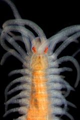 Epigamia noroi