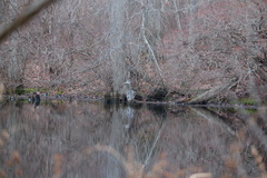 Ardea herodias herodias