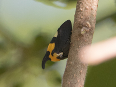 Enchophyllum quinquemaculatum