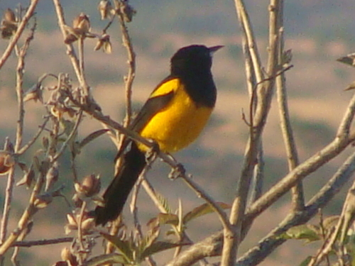 Black-vented Oriole