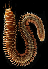 Cheilonereis cyclurus image