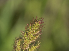 Poaceae