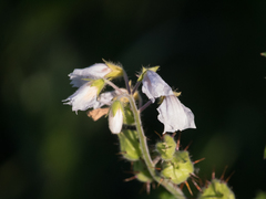 Solanum sisymbriifolium