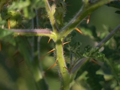 Solanum sisymbriifolium