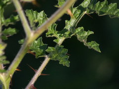 Solanum sisymbriifolium