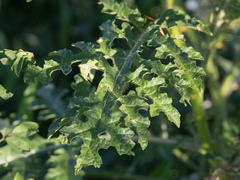 Solanum sisymbriifolium