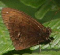 Forsterinaria enjuerma