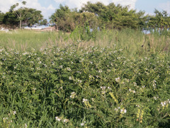 Solanum sisymbriifolium