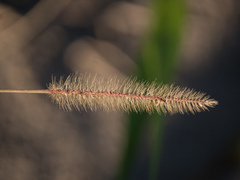 Poaceae