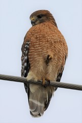 Buteo lineatus lineatus