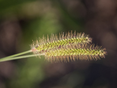 Poaceae