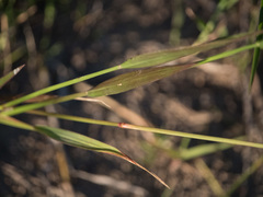 Poaceae