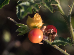 Solanum sisymbriifolium