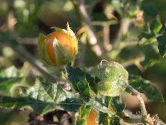 Solanum sisymbriifolium