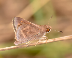 Chalcone briquenydan