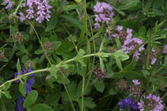 Thymus nummularius