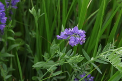 Polygala caucasica