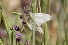 Anthocharis lanceolata
