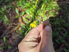 Goodenia paniculata