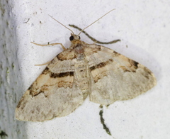 Xanthorhoe labradorensis