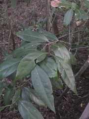 Nectandra coriacea