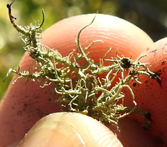 Biatoropsis usnearum