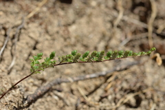 Cheilanthes hypoleuca