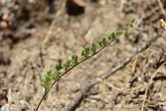 Cheilanthes hypoleuca
