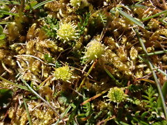 Leptinella pusilla