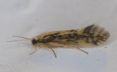 Agraylea