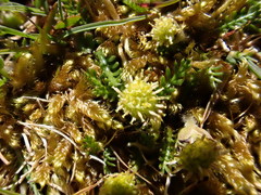 Leptinella pusilla